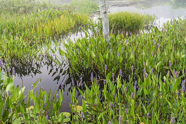 lila blumen in marsh in der nähe der raquette lake - adirondack mountains adirondack state park air landscape stock-fotos und bilder