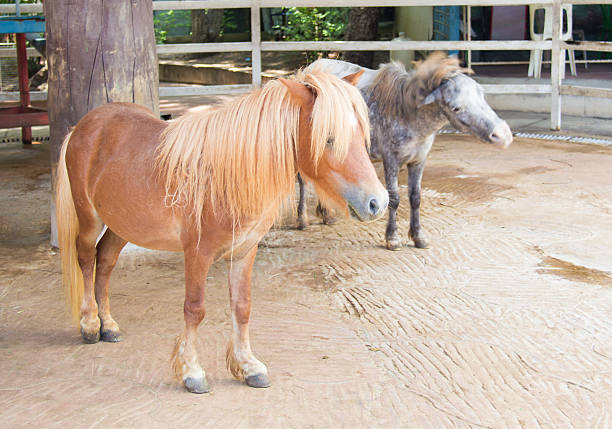 istock Horse are standing in the farm 509235597