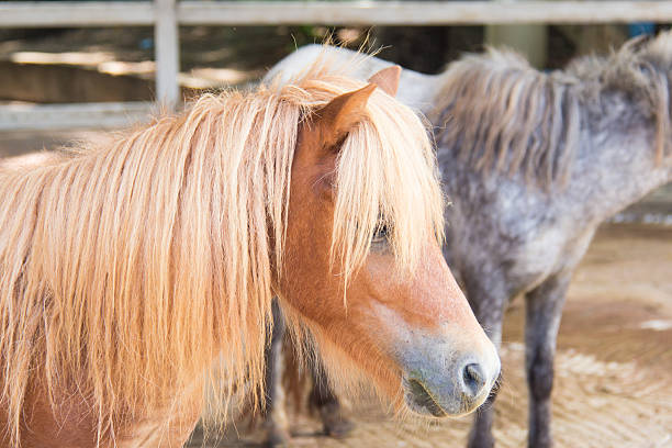 istock Horse are standing in the farm 509235603