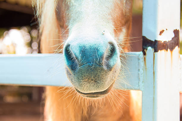 istock Close up nose of horse 509235611