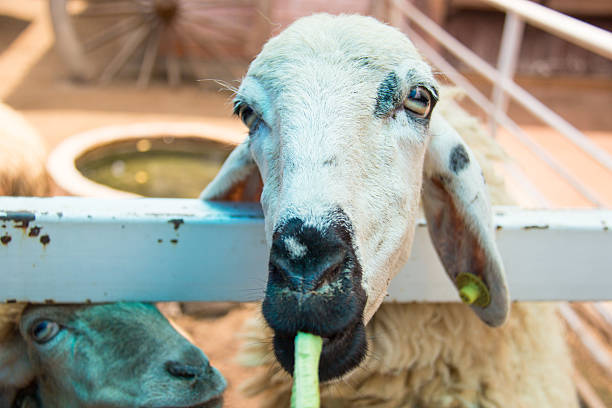 istock Goat is eating the lentil 509235645