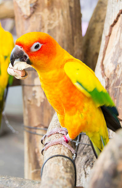 istock Macaw bird in the farm 509235877