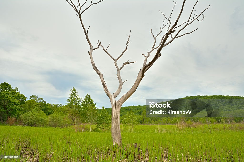 Simple Dry Trees Dry Tree Stock Photo - Download Image Now - Cloud - Sky, Cloudscape ...