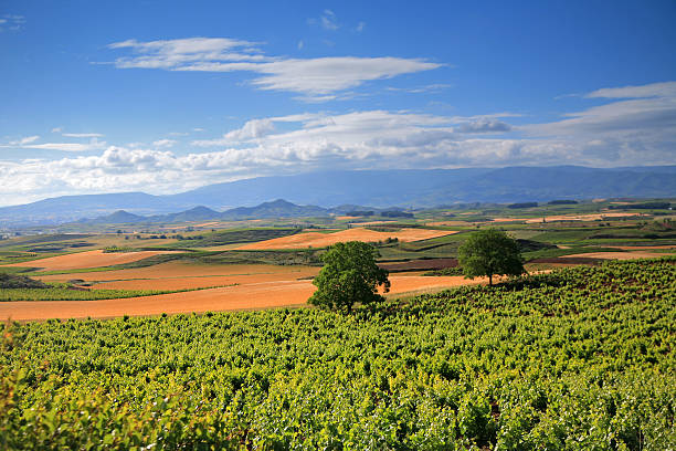 istock Vineyars in La Rioja Wine Region, Spain. 509236622