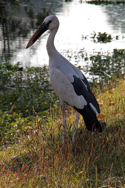 istock Wild Egret, Ayutthaya, Thailand 509236684