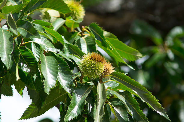 Chestnuts at summer time stock photo