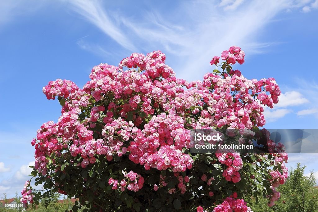 Rosa rose bush - Lizenzfrei Blau Stock-Foto