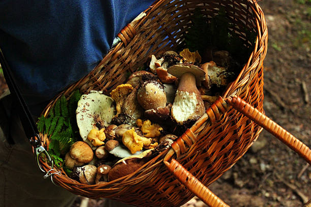 istock Bucket Full Of Mushrooms 509237095