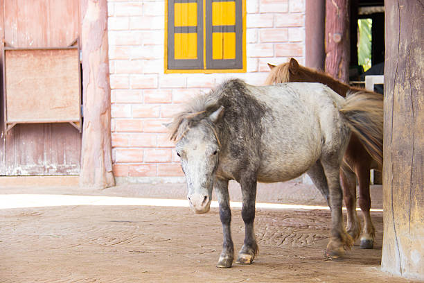 istock Horse are standing in the farm 509237431