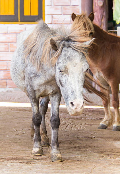 istock Horse are standing in the farm 509237435