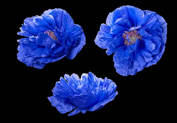 set of blue poppyflowers isolated on black background