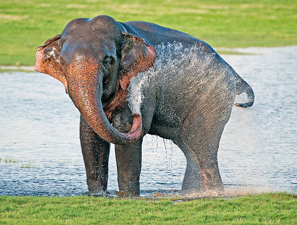 istock Musth spray, Minneriya National Park, Sri Lanka 509238340