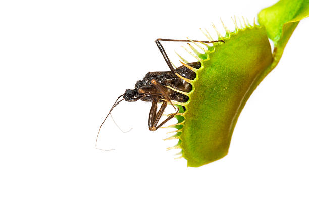 planta carnívora con insectos - venus fly trap fotografías e imágenes de stock