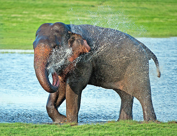 istock Elephant ear full, Minneriya National Park, Sri Lanka 509238382