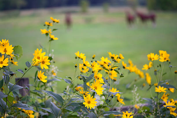 Country flowers and horses.