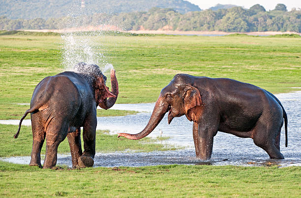 istock Elephants chill out, Minneriya National Park, Sri Lanka 509238464