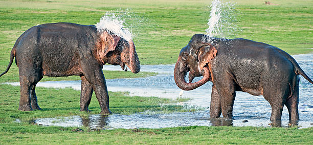 istock Spray pair, Minneriya National Park, Sri Lanka 509238508