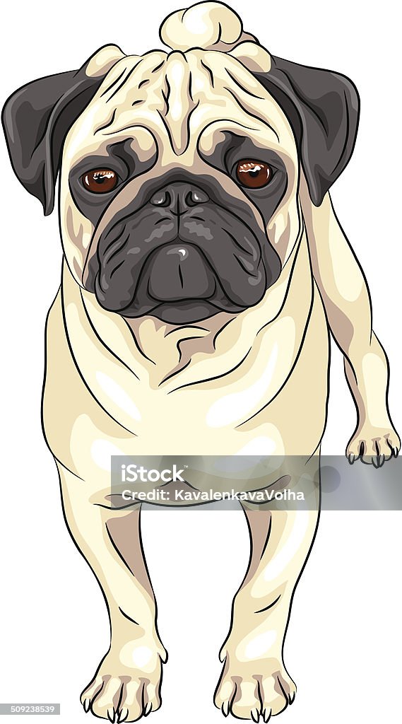 vector sketch cute dog pug breed color sketch cute serious dog fawn pug breed Animal stock vector