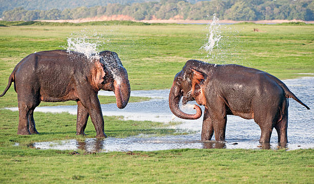 Elephant shower, Minneriya National Park, Sri Lanka