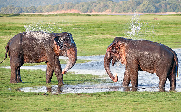 istock Water play, Minneriya National Park, Sri Lanka 509238626