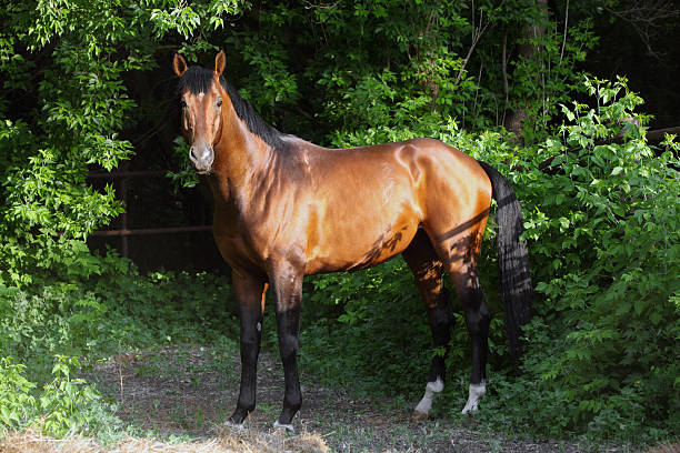 istock Hanoverian horse in corral 509238660