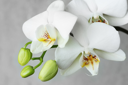 white orchidea on grey background. light elegant flower.