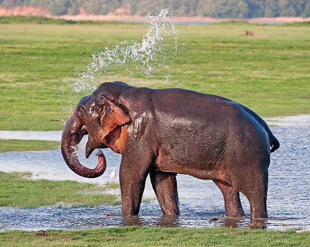 istock Elephant wash, Minneriya National Park, Sri Lanka 509238676