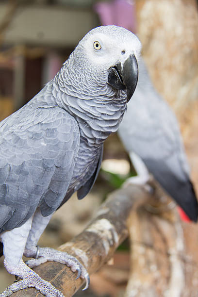 istock bird in the farm 509238853