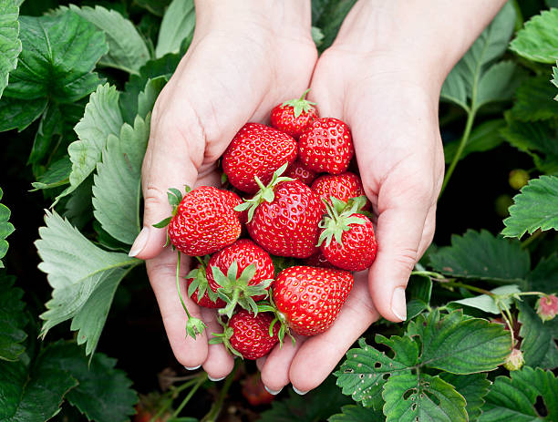 istock Strawberry fruits in a woman's hands. 509238945
