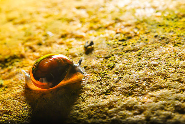 istock The garden snail. 509239439
