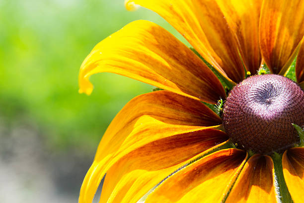 開花 rudbeckia ルドベキアフラワー - sunflower gold single flower formal garden ストックフォトと画像