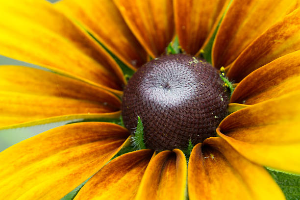blooming rudbeckia rudbeckia fleur - sunflower gold single flower formal garden photos et images de collection