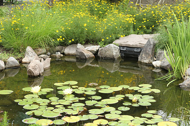 istock Backyard Pond with Yellow Flowers 509239541