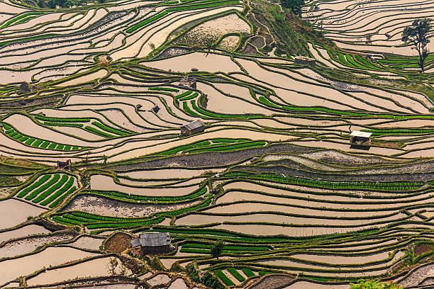 campo de arroz com terraço - hani imagens e fotografias de stock