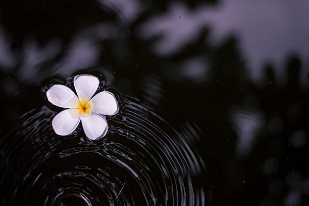 istock Plumeria floating on the water 509241400