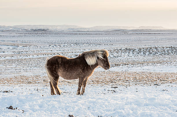 istock Icelandic Horse in the snow 509241570
