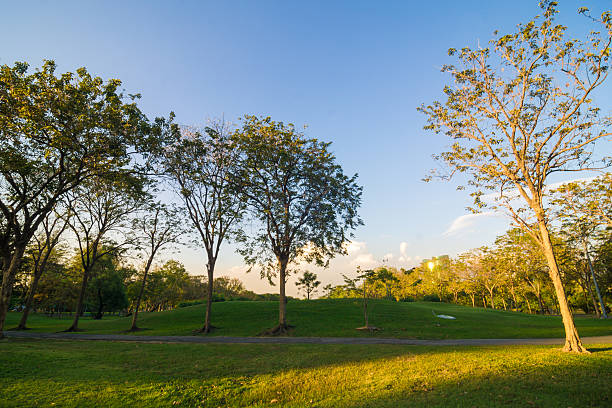 istock Green trees in beautiful park 509242336