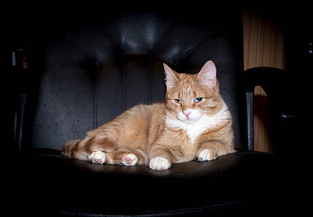 istock Red cat on black chair vignetting 509243544