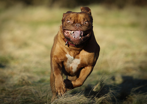 This is a Dogue De Bordeaux in full flight.