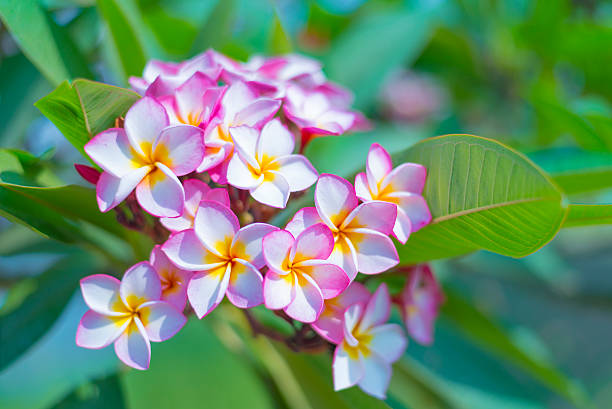 istock Beautiful pink plumeria on the tree 509244868