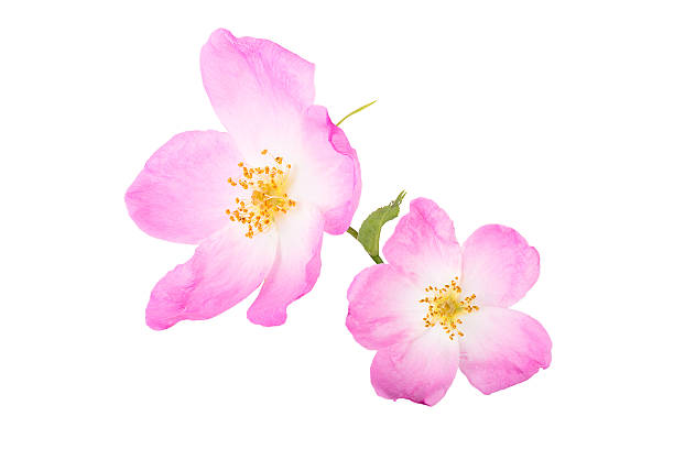 early spring edible flowers  on board