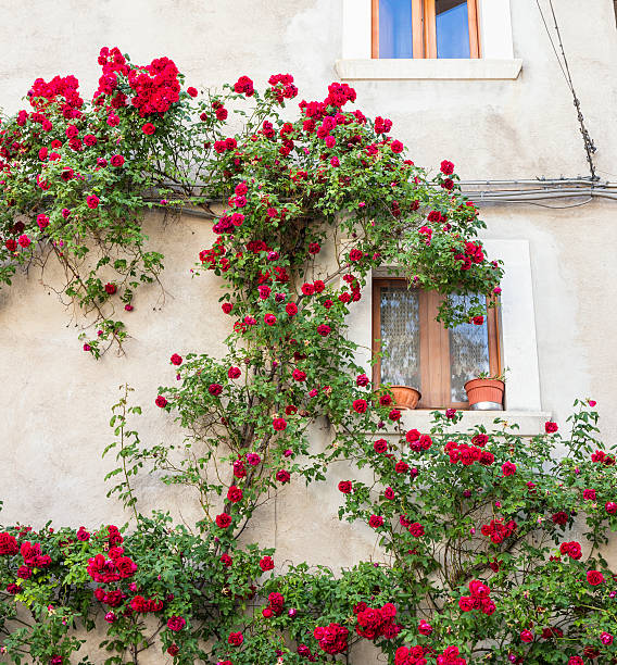 Red roses climbing on a wall in Abruzzi, Italy