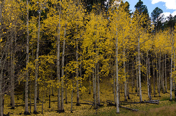 Entrance to an Aspen Forest Changing in Fall Entrance to an aspen forest changing in fall in the Colorado mountains birch gold group review usa stock pictures, royalty-free photos & images