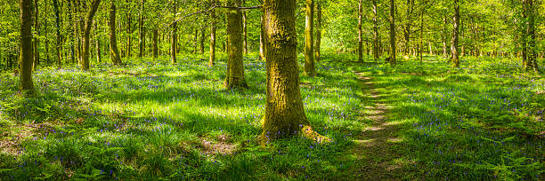 sentier dans la nature sauvage bois idyllique glade panorama vert forêt - forest fern glade copse photos et images de collection