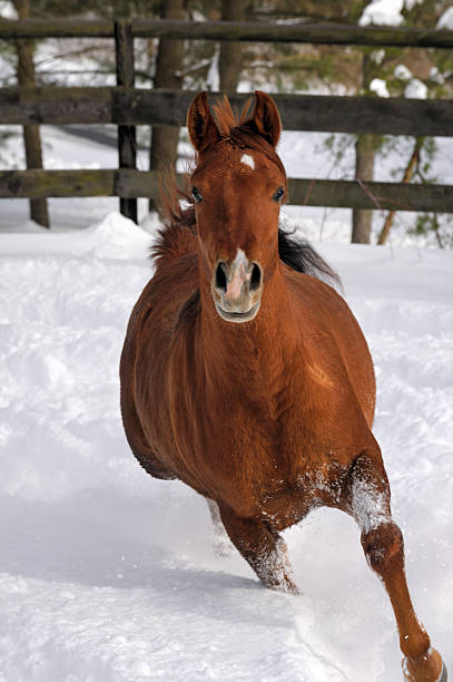 istock Horse Running in Snow, Front View Head On 509246504