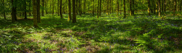 baigné de lumière naturelle dans un cadre idyllique forest glade panorama vert bois sauvage - forest fern glade copse photos et images de collection