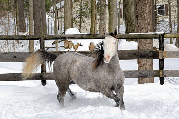 cavallo da corsa nella neve con la foresta sullo sfondo, blu occhi - horse winter dapple gray gray foto e immagini stock