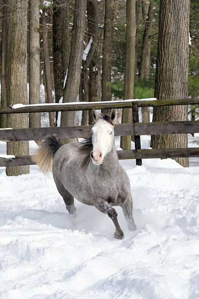 cavallo da corsa nella neve con la foresta sullo sfondo, blu occhi - horse winter dapple gray gray foto e immagini stock