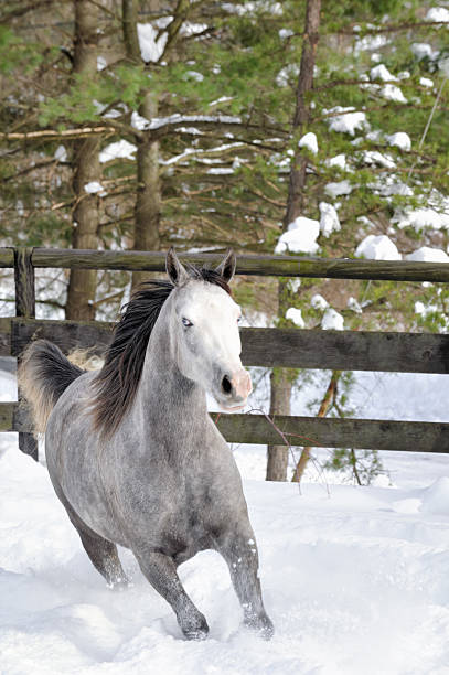 cavallo da corsa nella neve con la foresta sullo sfondo, blu occhi - horse winter dapple gray gray foto e immagini stock