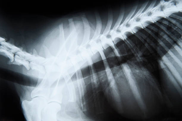 istock X-ray image of a dog 509249008